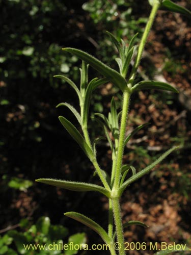 Bild von Cerastium arvense (Cuernecita). Klicken Sie, um den Ausschnitt zu vergrössern.