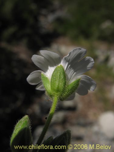 Bild von Cerastium arvense (Cuernecita). Klicken Sie, um den Ausschnitt zu vergrössern.