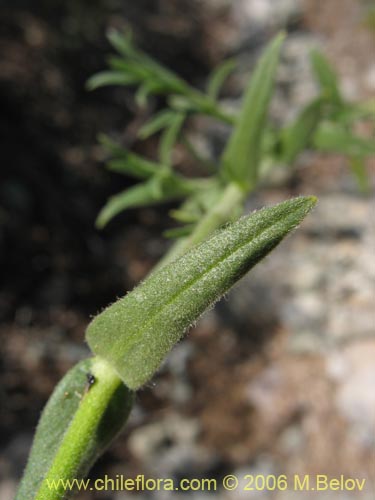 Image of Cerastium arvense (Cuernecita). Click to enlarge parts of image.