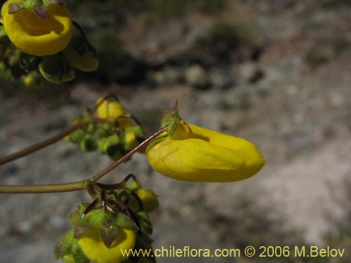 Image of Calceolaria undulata (Capachito). Click to enlarge parts of image.