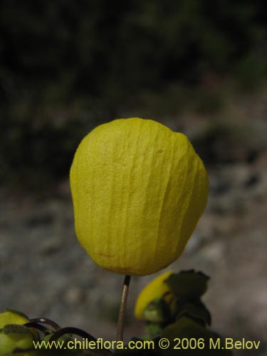 Bild von Calceolaria undulata (Capachito). Klicken Sie, um den Ausschnitt zu vergrössern.