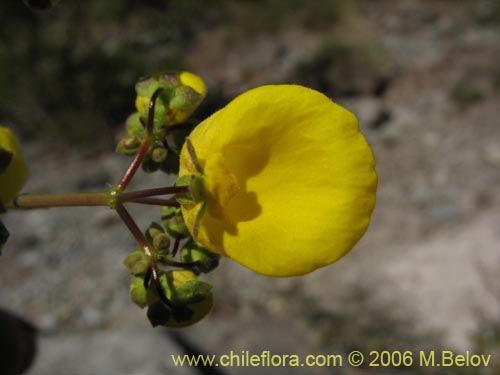 Image of Calceolaria undulata (Capachito). Click to enlarge parts of image.