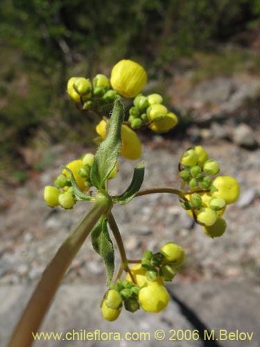 Image of Calceolaria undulata (Capachito). Click to enlarge parts of image.