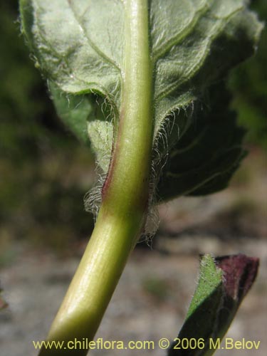 Фотография Calceolaria undulata (Capachito). Щелкните, чтобы увеличить вырез.