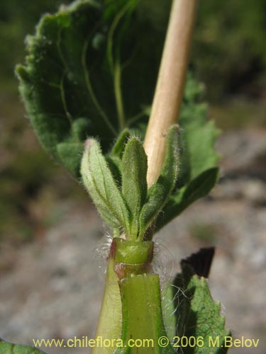 Фотография Calceolaria undulata (Capachito). Щелкните, чтобы увеличить вырез.