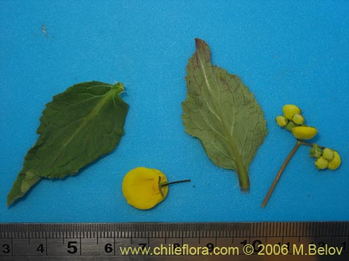 Calceolaria undulata的照片