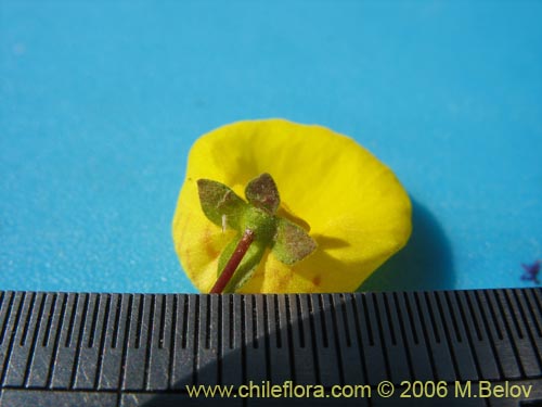 Фотография Calceolaria undulata (Capachito). Щелкните, чтобы увеличить вырез.