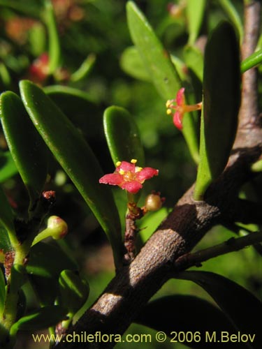 Фотография Maytenus disticha (Racoma / Maitencito). Щелкните, чтобы увеличить вырез.