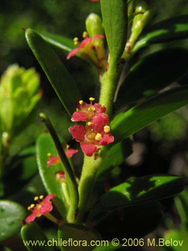 Imágen de Maytenus disticha (Racoma / Maitencito). Haga un clic para aumentar parte de imágen.