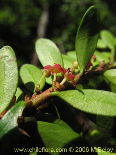 Imágen de Maytenus disticha (Racoma / Maitencito). Haga un clic para aumentar parte de imágen.