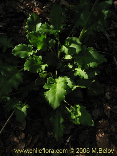 Bild von Valeriana sp. #1546 (). Klicken Sie, um den Ausschnitt zu vergrössern.