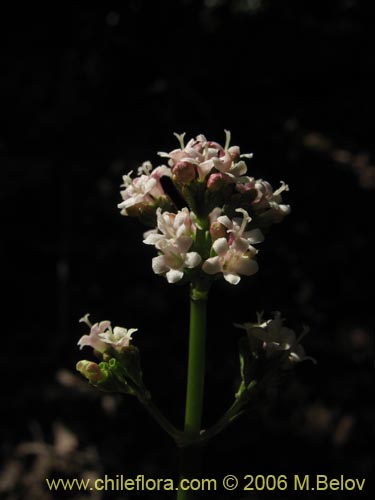 Image of Valeriana sp.   #1546 (). Click to enlarge parts of image.