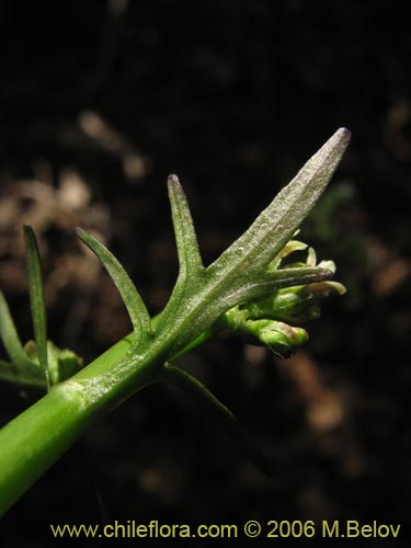 Bild von Valeriana sp. #1546 (). Klicken Sie, um den Ausschnitt zu vergrössern.