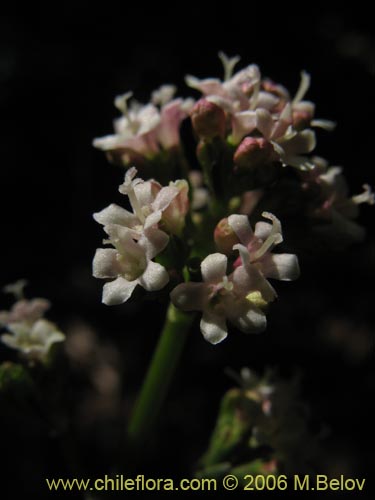 Bild von Valeriana sp. #1546 (). Klicken Sie, um den Ausschnitt zu vergrössern.