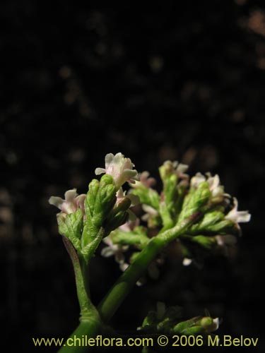 Image of Valeriana sp.   #1546 (). Click to enlarge parts of image.