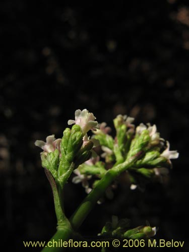 Valeriana sp. #1546的照片