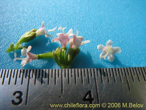 Valeriana sp. #1546的照片