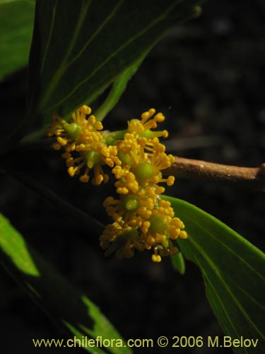 Image of Azara alpina (Lilén de la cordillera). Click to enlarge parts of image.