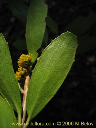 Image of Azara alpina (Lilén de la cordillera). Click to enlarge parts of image.