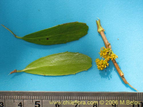 Image of Azara alpina (Lilén de la cordillera). Click to enlarge parts of image.