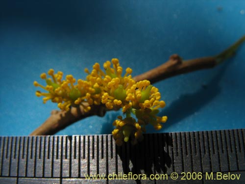 Image of Azara alpina (Lilén de la cordillera). Click to enlarge parts of image.