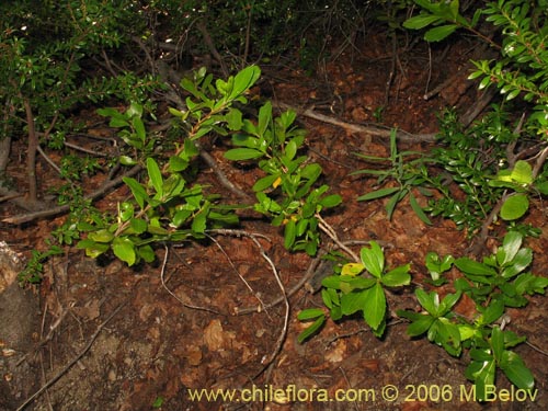 Фотография Azara alpina (Lilén de la cordillera). Щелкните, чтобы увеличить вырез.