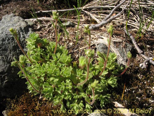 Saxifraga sp. #2422の写真