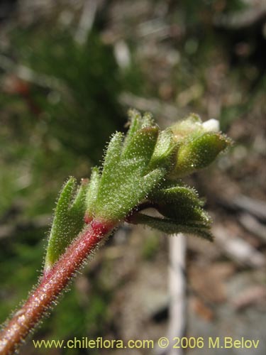 Saxifraga sp. #2422의 사진