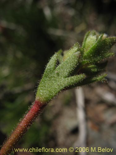 Image of Saxifraga sp. #2422 (). Click to enlarge parts of image.