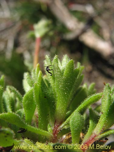 Saxifraga sp. #2422の写真