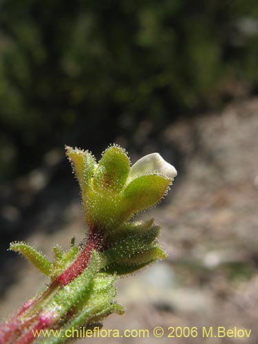 Saxifraga sp. #2422の写真