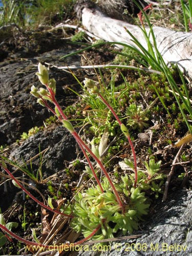 Saxifraga sp. #2422の写真