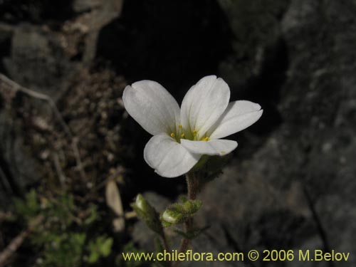 Saxifraga sp. #2422的照片