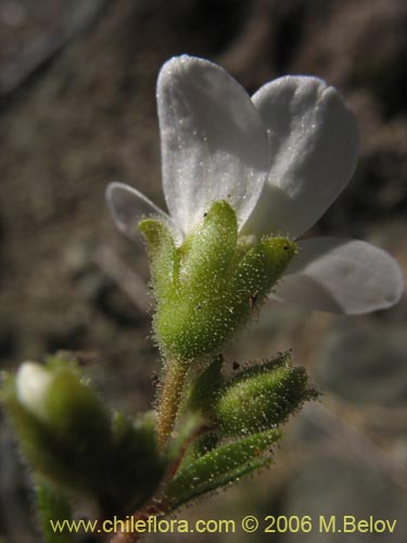 Saxifraga sp. #2422の写真