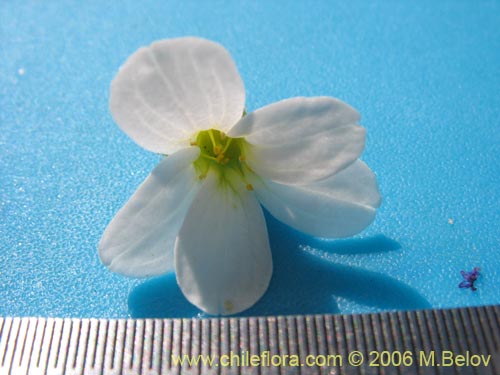 Image of Saxifraga sp. #2422 (). Click to enlarge parts of image.