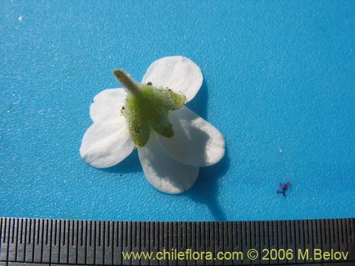 Image of Unidentified Plant sp. #2422 (). Click to enlarge parts of image.