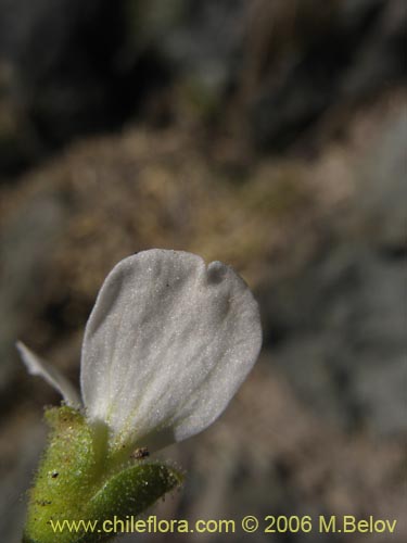 Imágen de Saxifraga sp. #2422 (). Haga un clic para aumentar parte de imágen.