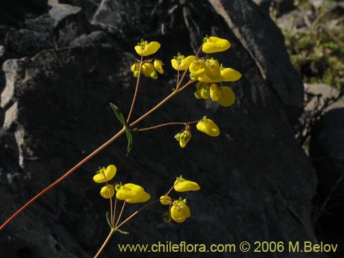 Calceolaria undulata의 사진