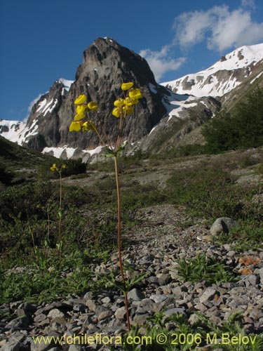 Imágen de Calceolaria undulata (Capachito). Haga un clic para aumentar parte de imágen.