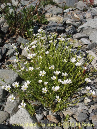 Image of Cerastium arvense (Cuernecita). Click to enlarge parts of image.