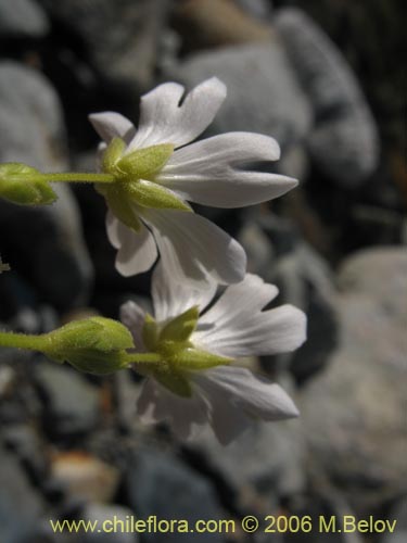 Image of Cerastium arvense (Cuernecita). Click to enlarge parts of image.