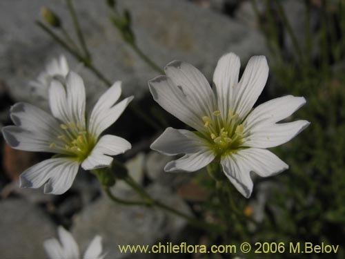 Imágen de Cerastium arvense (Cuernecita). Haga un clic para aumentar parte de imágen.