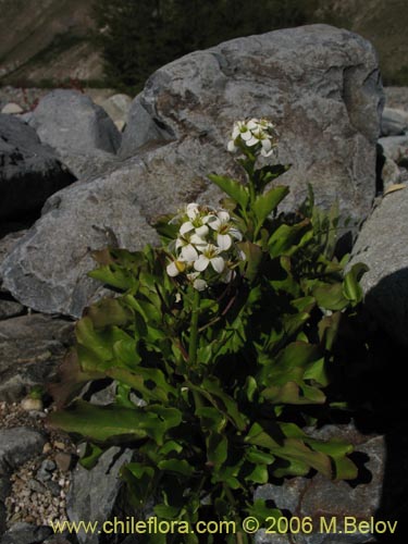 Image of Cardamine cordata (). Click to enlarge parts of image.