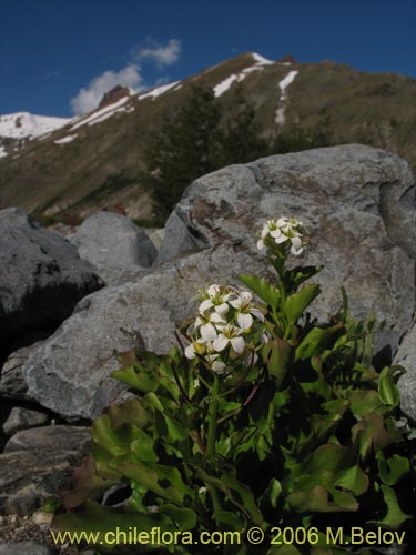 Imágen de Cardamine cordata (). Haga un clic para aumentar parte de imágen.