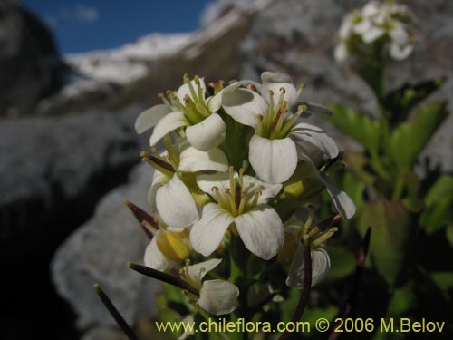 Imágen de Cardamine cordata (). Haga un clic para aumentar parte de imágen.