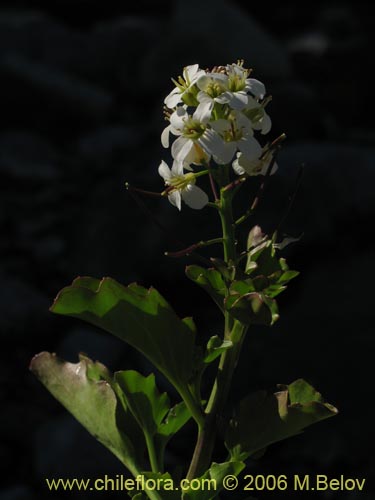 Image of Cardamine cordata (). Click to enlarge parts of image.