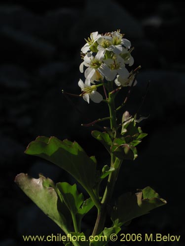 Cardamine cordataの写真