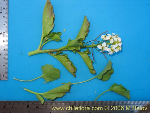 Image of Cardamine cordata (). Click to enlarge parts of image.
