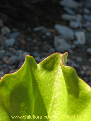 Bild von Cardamine cordata (). Klicken Sie, um den Ausschnitt zu vergrössern.