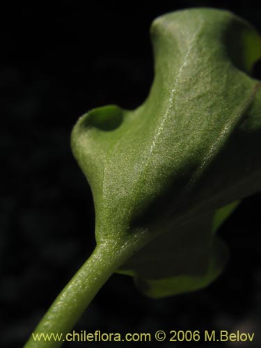 Bild von Cardamine cordata (). Klicken Sie, um den Ausschnitt zu vergrössern.